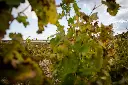 vineyard 4.webp